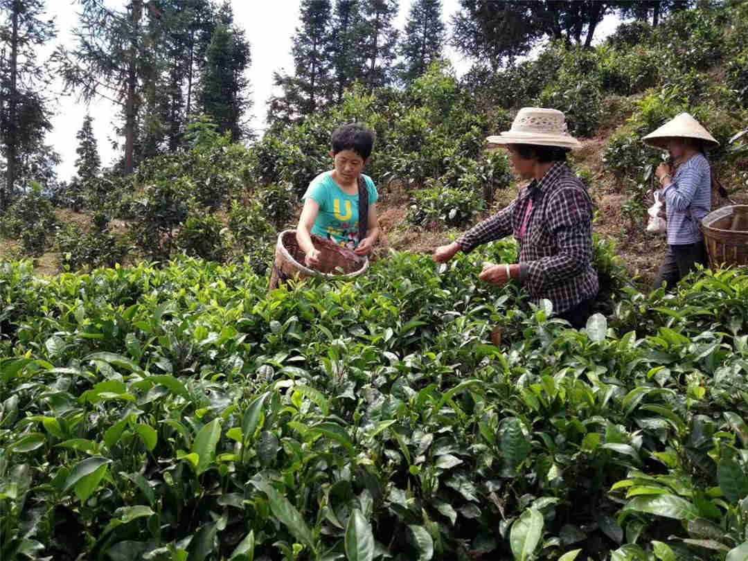 agricultores cosechando hojas de té