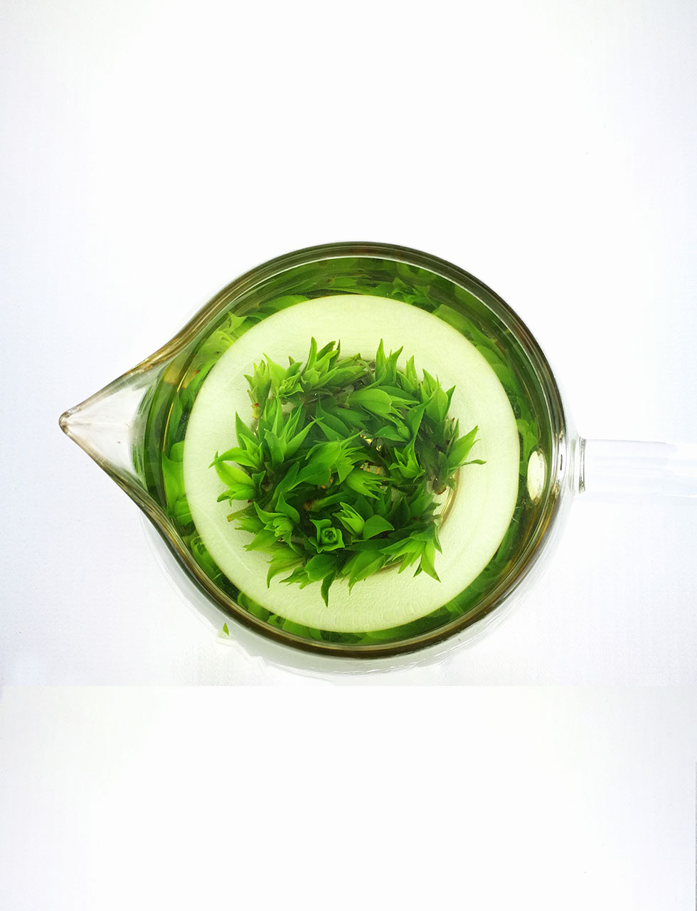 Kuding tea small leaf (1)